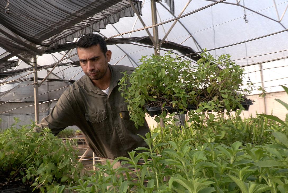 Córdoba utilizará plantines de la Biofábrica para la reforestación