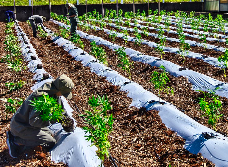 Biof Brica La Cosecha Outdoor Dio Gramos Por Cada Planta De